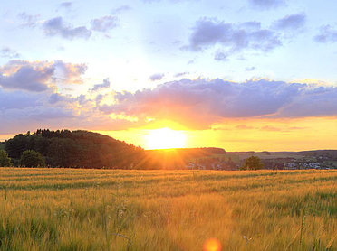 Kornfeld im Naturpark Bergisches Land.