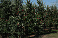 Apflebäume einer Obstplantage in Meckenheim