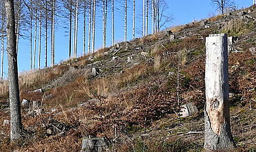 Auswirkungen des Klimawandels auf den Waldbestand in der Region.