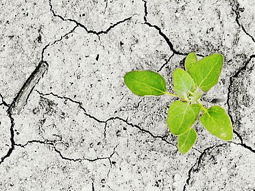 Symbolbild für Klimawandel. Eine grüne Pflanze wächst auf trockenen Boden.