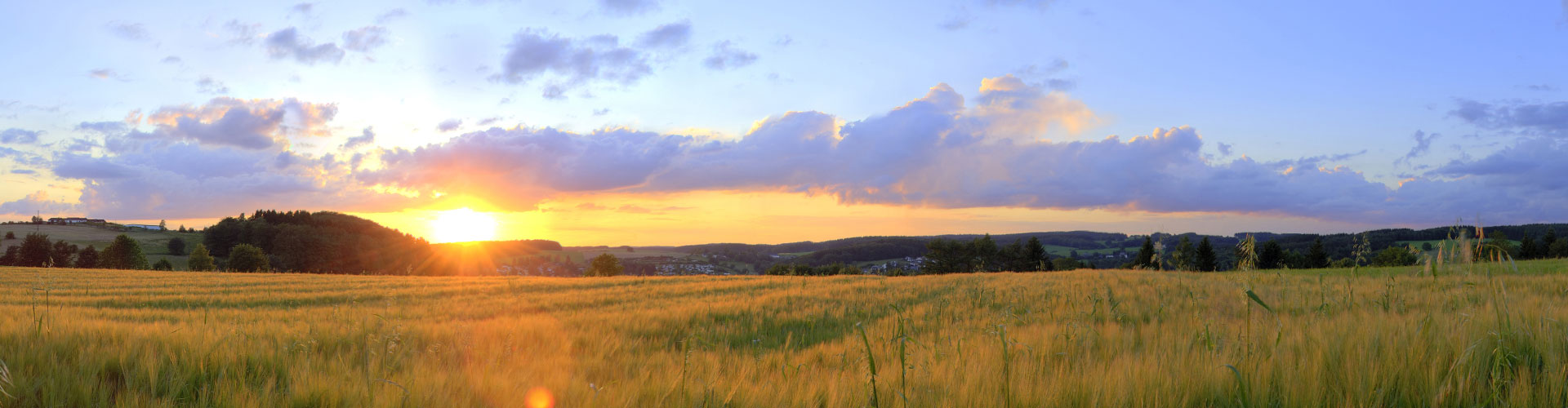 Kornfeld im Naturpark Bergisches Land.