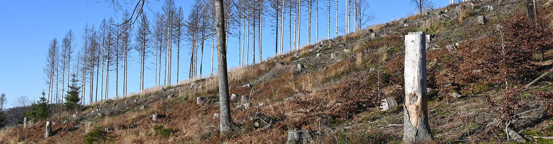 Auswirkungen des Klimawandels auf den Waldbestand in der Region.